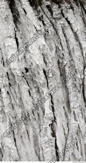 tree bark 0019